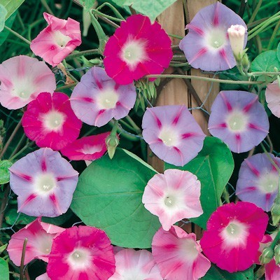 Seminte zorele imperialis, 1g - plante cataratoare cu flori vibrante Seminte zorele imperialis, 1g - plante cataratoare cu flori vibrante