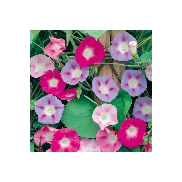 Seminte zorele imperialis, 1g