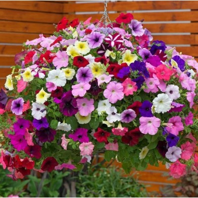 Seminte petunia hibrida Grandiflora - flori mari pentru gradina ta Seminte petunia hibrida Grandiflora - flori mari pentru gradina ta