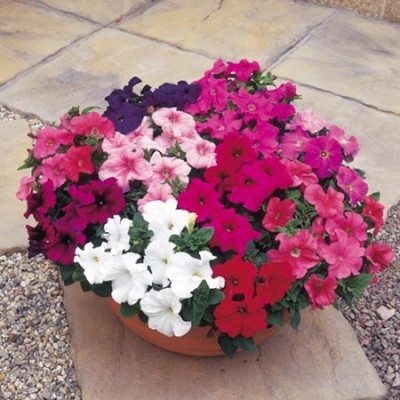 Seminte petunia hibrida pitica - flori compacte si vibrante Seminte petunia hibrida pitica - flori compacte si vibrante