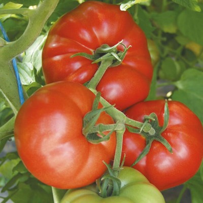 Seminte rosii Country Taste – Hibrid nedeterminat, cu gust autentic