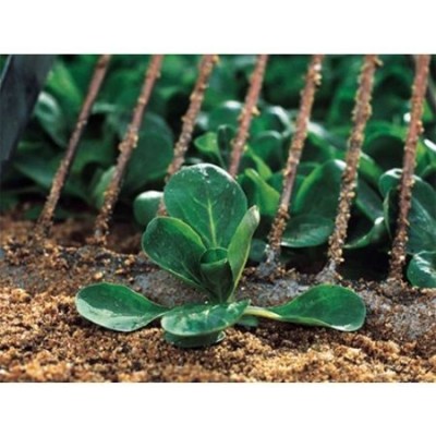 Seminte valeriana Trophy – Soi rezistent la frig, cu frunze fragede Seminte valeriana Trophy – Soi rezistent la frig, cu frunze fragede