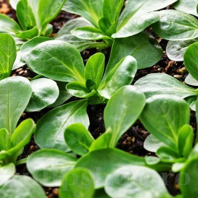 Seminte valeriana Trophy – Soi rezistent la frig, cu frunze fragede Seminte valeriana Trophy – Soi rezistent la frig, cu frunze fragede