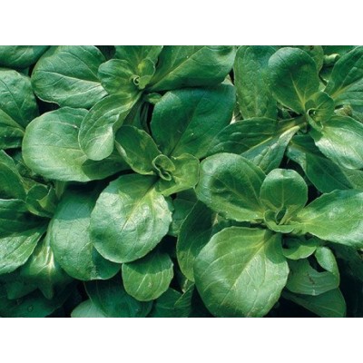 Seminte valeriana Trophy – Soi rezistent la frig, cu frunze fragede Seminte valeriana Trophy – Soi rezistent la frig, cu frunze fragede