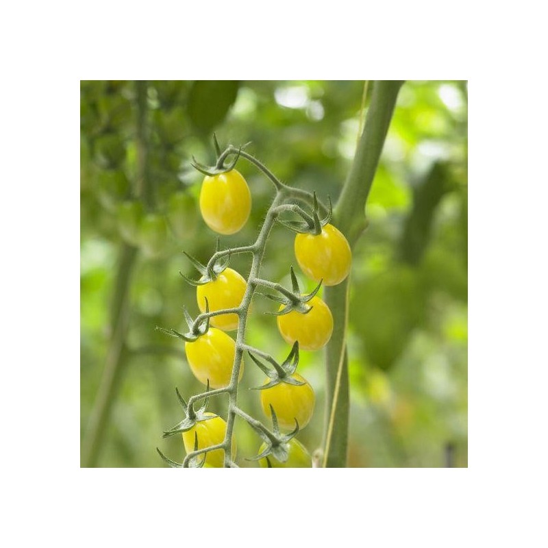 Seminte tomate KM‑5512 F1