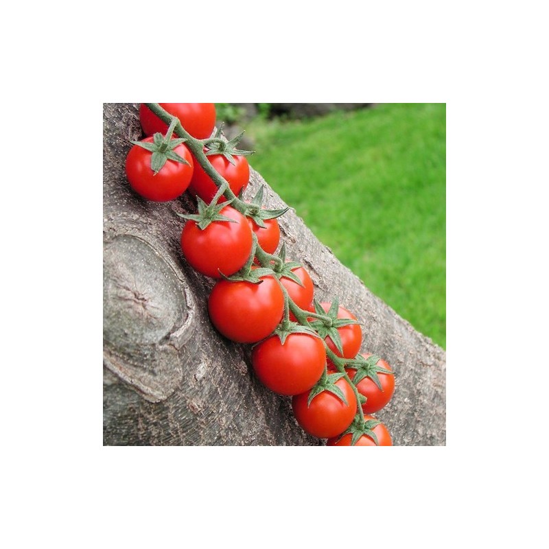 Seminte tomate Teenon F1