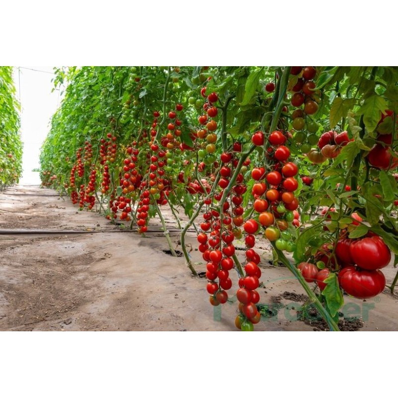 Seminte tomate Tropical F1