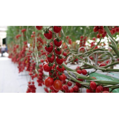 Seminte tomate Teenon F1 – cherry oval, 12-14 fructe/ciorchine, gust e