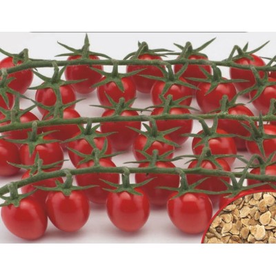 Seminte tomate Fortunato F1 – cherry alungit, gust dulce, productie ri