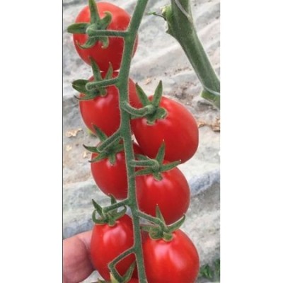 Seminte tomate Mojitos F1 – cherry mini prunisoara, culoare verde-galb