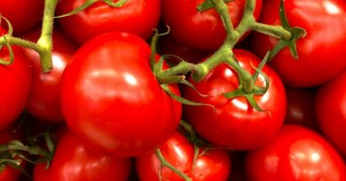 cultura de tomate